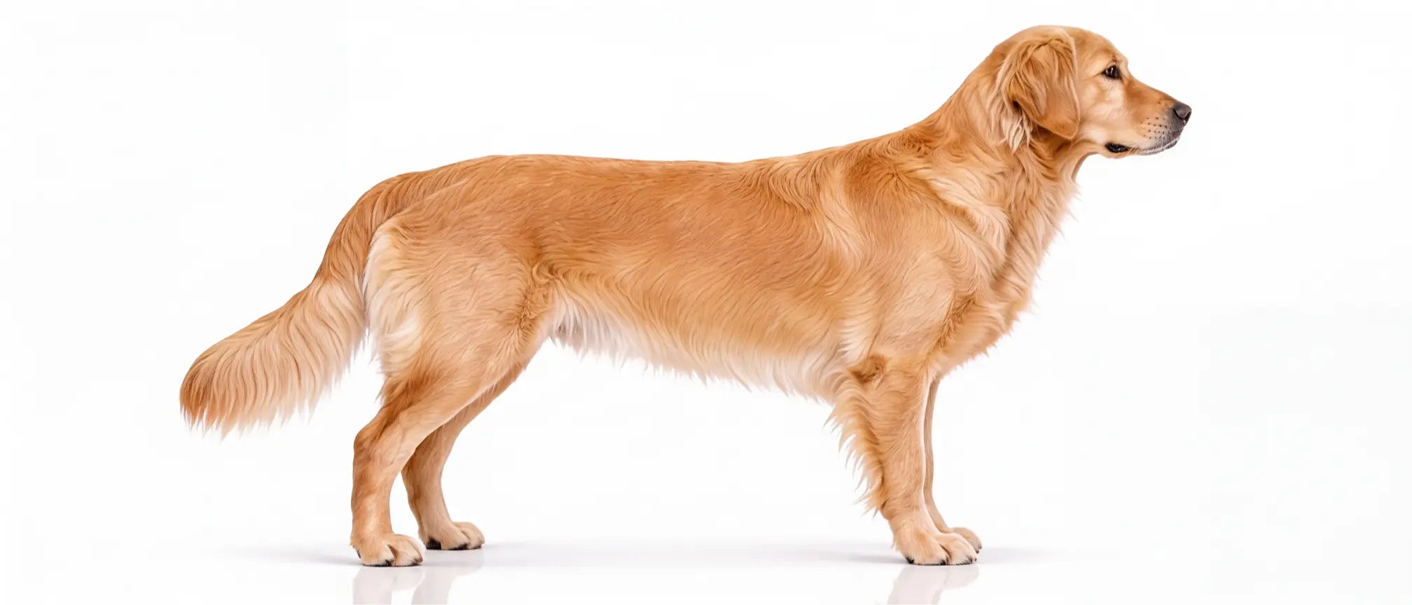 Golden Retriever, side profile — See Wellness in Motion